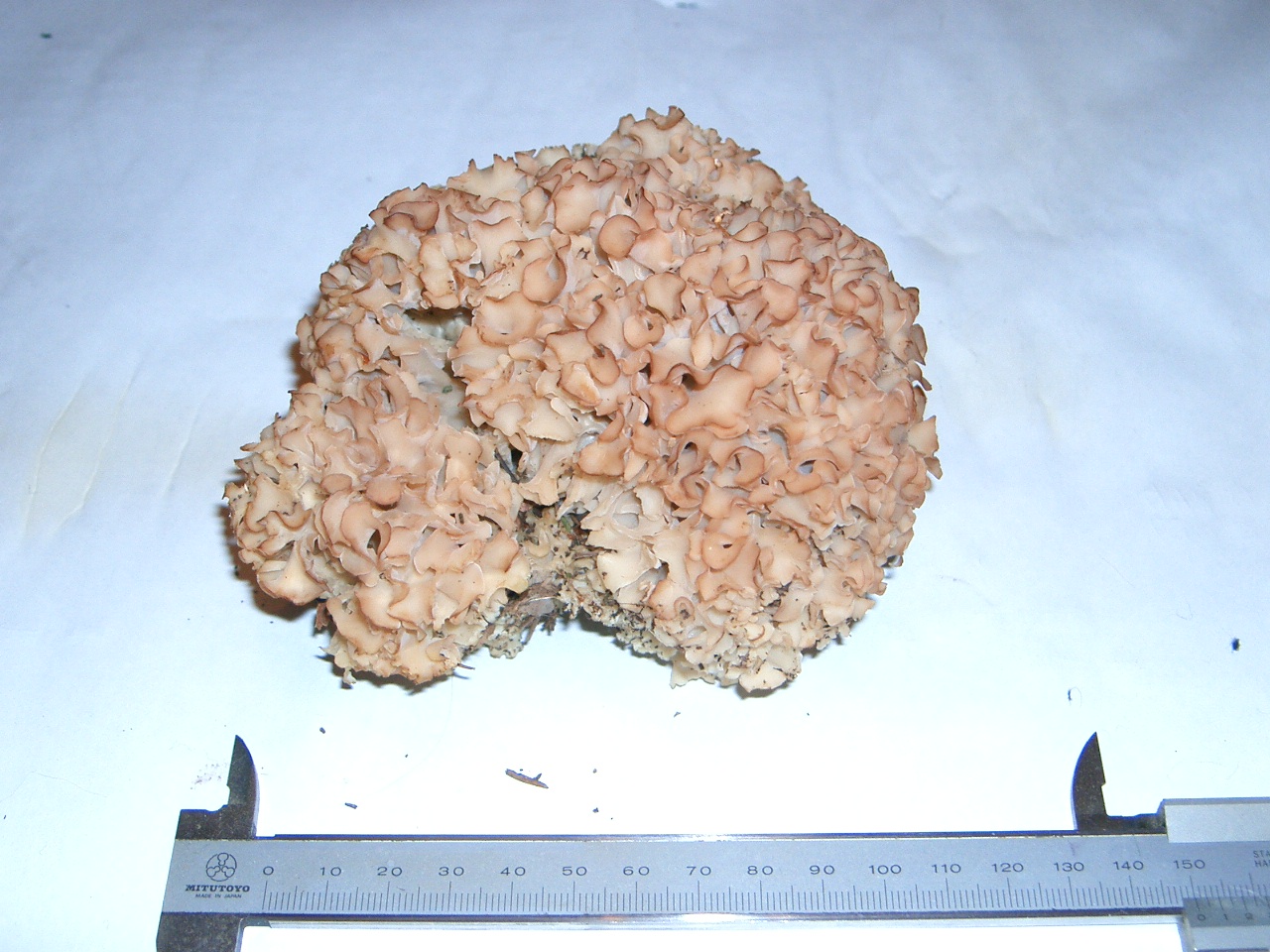 Fette Henne oder Krause Glucke