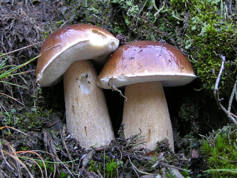 Fichtensteinpilz-86301_R_K_by_Lothar-Schreier_pixelio.de