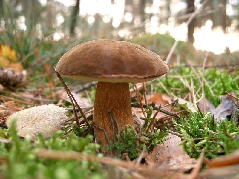 Maronenroehrling oder Maronenpilz