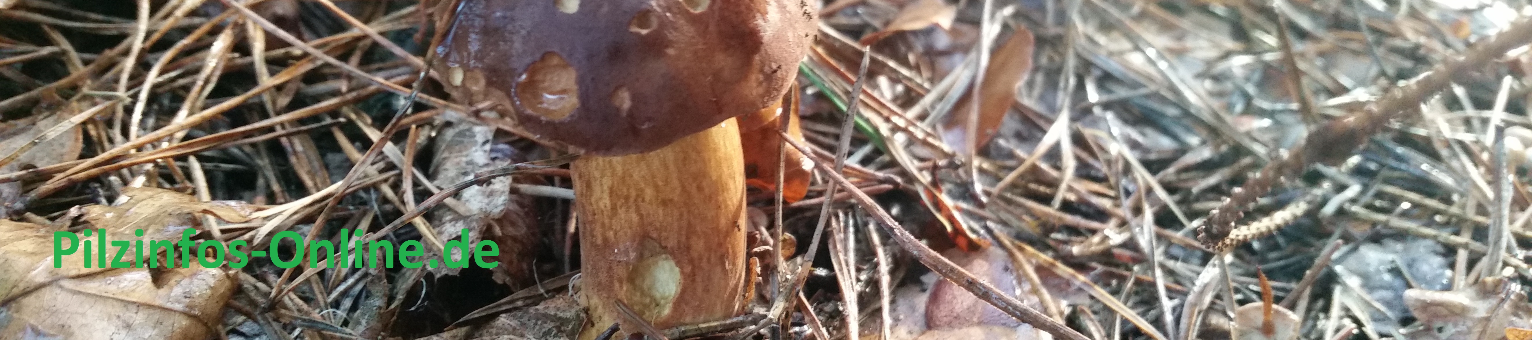 Pilzinfos-Online.de