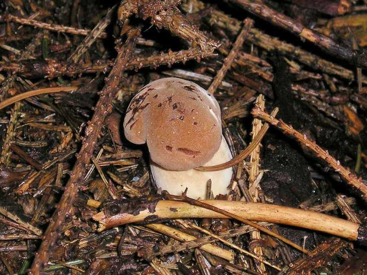 Sommersteinpilz Foto by Maja-Dumat-Pixelio.de