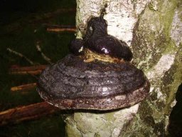 Heilpilze &raquo; Birkenporling &raquo; birkenporling